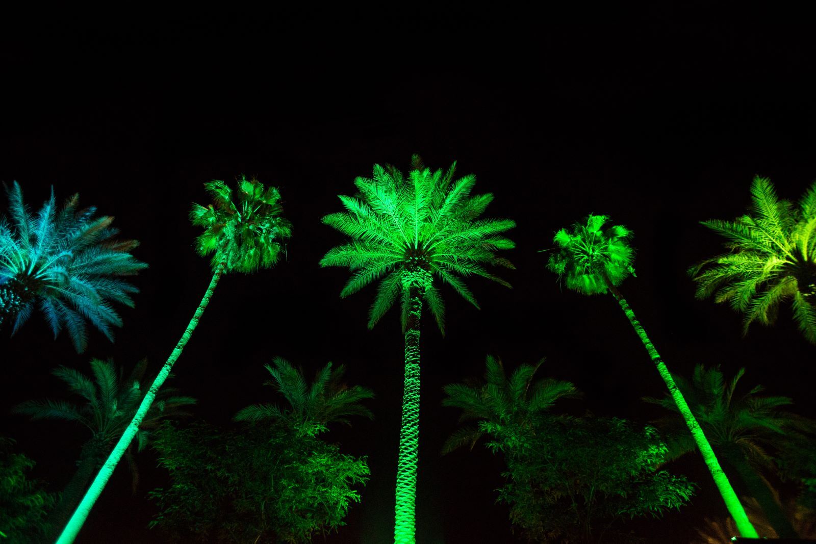 green Christmas lights on palm trees